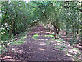 Old tramway through Bentley's Plantation in DE75 7JE
