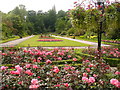 Roses in Seaton Park in AB24 2YQ