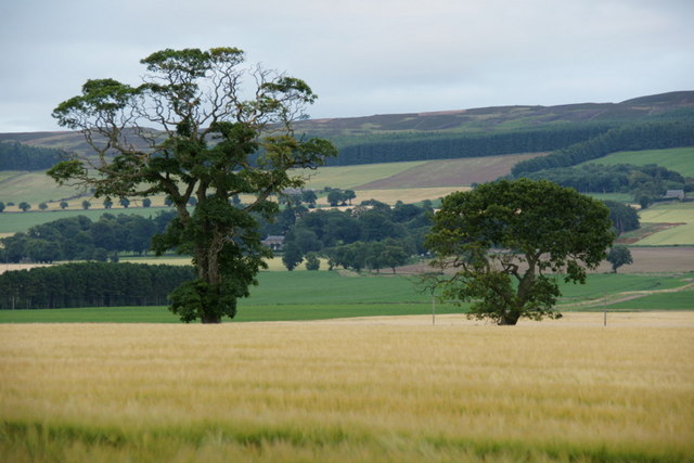 Trees at Colbeggie, near Coupar Angus in PH13 9HA