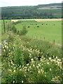 Meadow-sweet and pasture beside the A924 in PH10 7NG