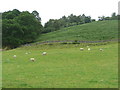 Sheep grazing in Strathardle in PH10 7NG