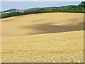 Wheat fields near Pitton in SP5 1SN