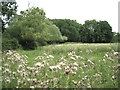 Thistles in a field by Northfield Lane in GL13 9DY