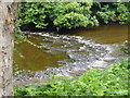 River Don Below Seaton Wood in AB24 2YQ