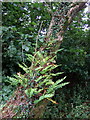 Polypody fern on oak in SA62 5UR
