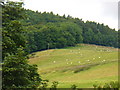 Sheep Grazing at Kinfauns in PH2 7LD