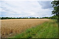 Wheat Fields at Forncett in NR15 2YW