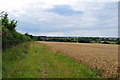 Path through Wheat Fields in NR15 2YW