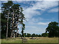 View across the parkland, Ickworth in Ickworth