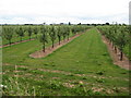 Apple trees at Little Brampton in HR2 9PE