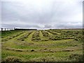 Haymaking between Elsdon and Hudspeth in NE19 1BY