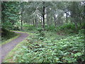 Forest path in FK8 3UT