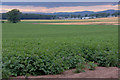 Potatoes, Nether Ballunie, near Coupar Angus in PH13 9JS