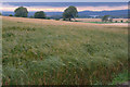Field of barley, Auchtertyre, near Newtyle in PH12 8TN