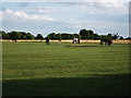 Horses and remnant ridge and furrow in CV8 1PS