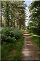 Path in Hurn Forest in BH24 2FB