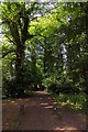 Footpath through the wood in OX17 1DU
