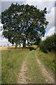 Oak tree at Jay's Lane in Little Yeldham