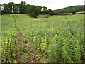 Footpath through broad beans in HR2 9PB