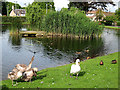 Cygnets at Gannochy pond in PH2 7BG
