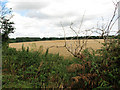A field of ripening wheat east of St Peter's church, Crostwick in NR12 7BG