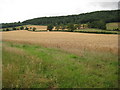 Wheat fields at Blakemere in HR2 9PY