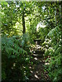 Steps on a path through Binkley Wood in S43 2QG