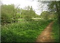 Path along river Kennet in RG7 4AS