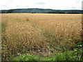 Wheat field near Preston on Wye in HR2 9LA