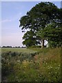Field edge, Hickling in NR12 0AX