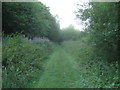 Footpath in Stemp's Wood in TN30 7JE