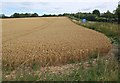 Wheat by the A338 in SP4 0HW