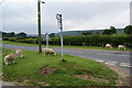 Sheep grazing at a road junction in YO21 2EY