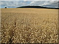 Field of wheat, near Lulham in HR2 9JL