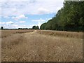 Field of rapeseed near Newton Tony in SP4 0HJ
