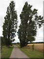 Poplar trees in HR2 9PW