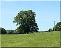 2010 : Oak tree in a field off Marsh Lane in BS39 5EN