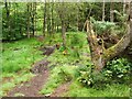 Path through the woods in G83 8LX