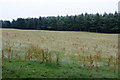 Field at the Loups of Kenny, Airlie in DD8 5JD