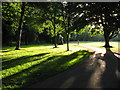 Sunlight and shadows in Bute Park, Cardiff in CF24 4JX