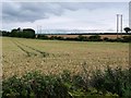 Tractor tracks in a wheat field in DL14 0BW