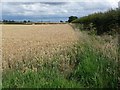 Corner of a wheat field in DL1 2XY