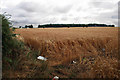 Wheat field and Burcote Wood in NN12 8TA