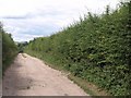 Bridleway to Allington in SP4 0HZ