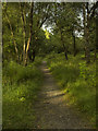 Path to Lochan Spling in FK8 3XB
