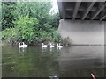 River Severn Under The Telford Way Road Bridge in SY2 5XQ