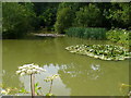 Woodland Pond, Candovers in GU34 3BJ