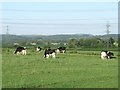 Cattle grazing between Whitley and Beanacre in SN12 7QQ