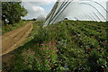 Polytunnels at Bretforton in WR11 7PB