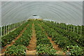 Strawberries in polytunnels, Bretforton in WR11 7PB